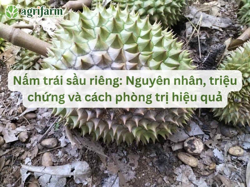 phong-tri-nam-trai-sau-rieng-hieu-qua