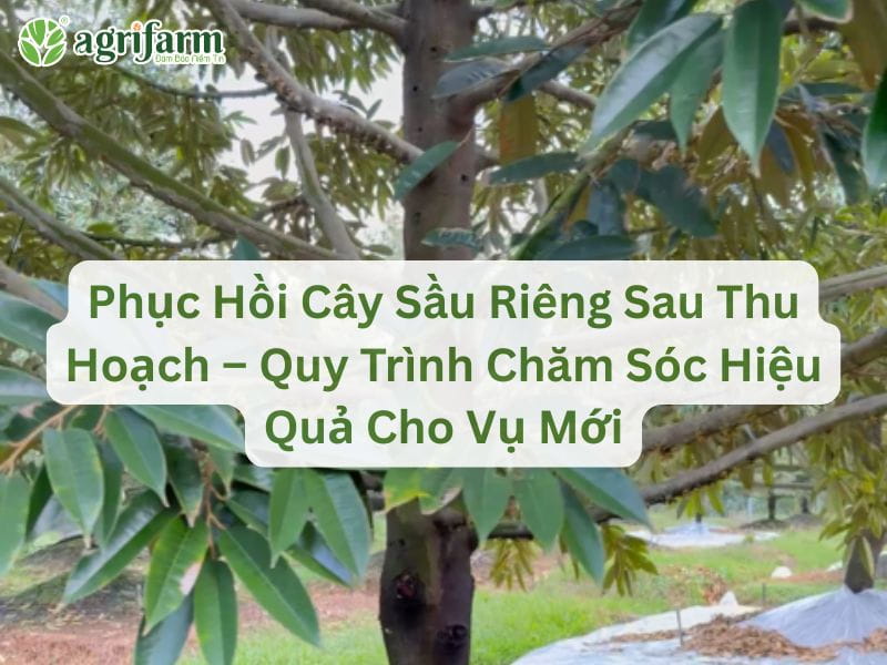phuc-hoi-cay-sau-rieng-sau-thu-hoach