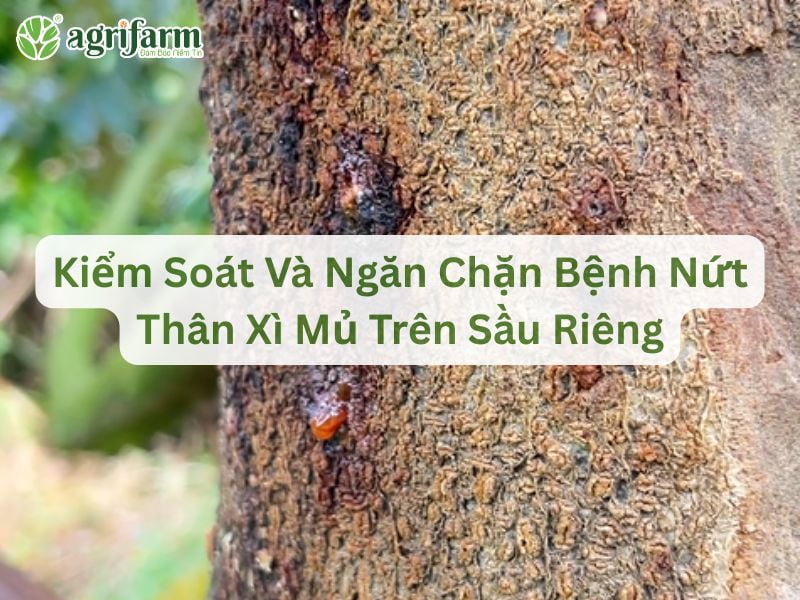 quan-ly-benh-nut-than-xi-mu-sau-rieng