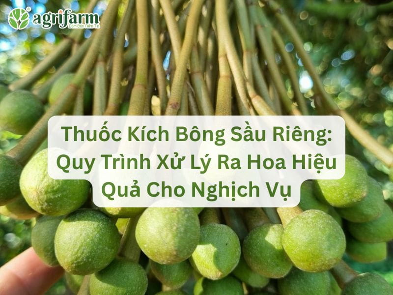 thuoc-kich-bong-sau-rieng-xu-ly-ra-hoa