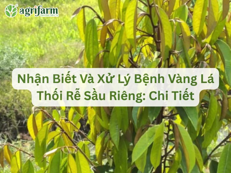 xu-ly-benh-vang-la-thoi-re-sau-rieng