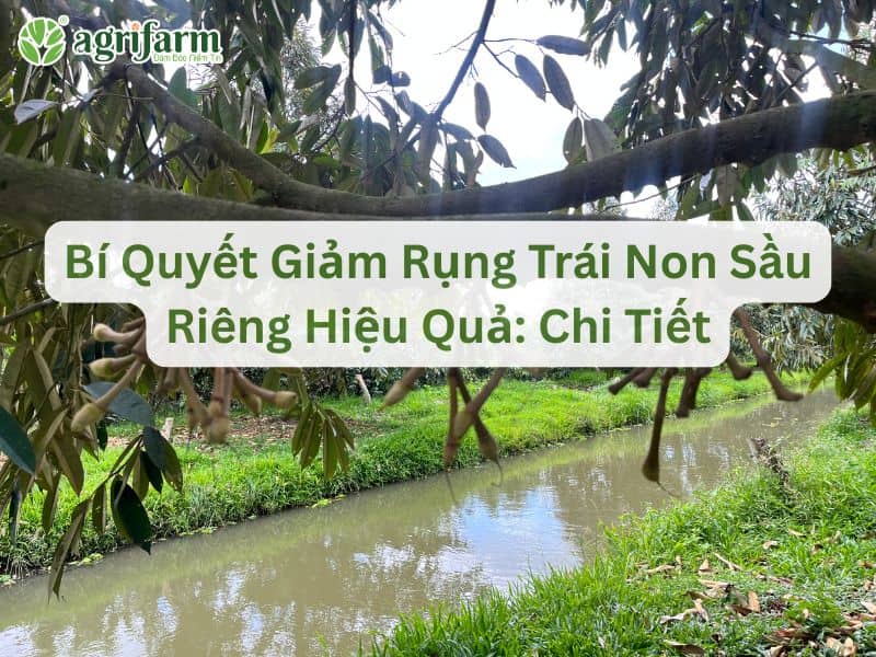 xu-ly-rung-trai-non-sau-rieng