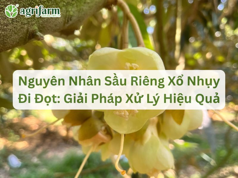 xu-ly-sau-rieng-xo-nhuy-di-dot