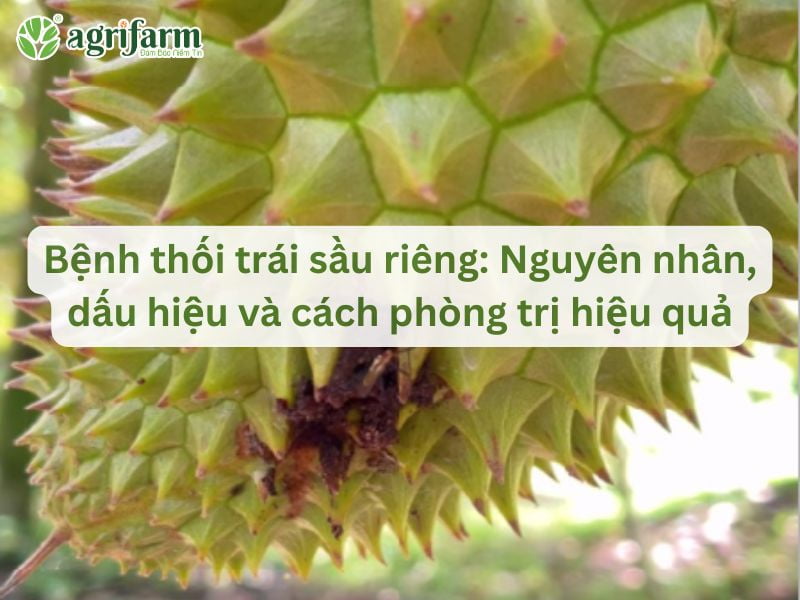 benh-thoi-trai-sau-rieng-nguyen-nhan-dau-hieu-Agrifarmvn