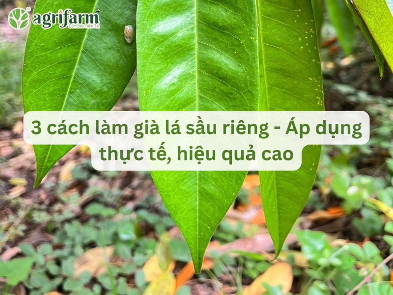cach-lam-gia-la-sau-rieng