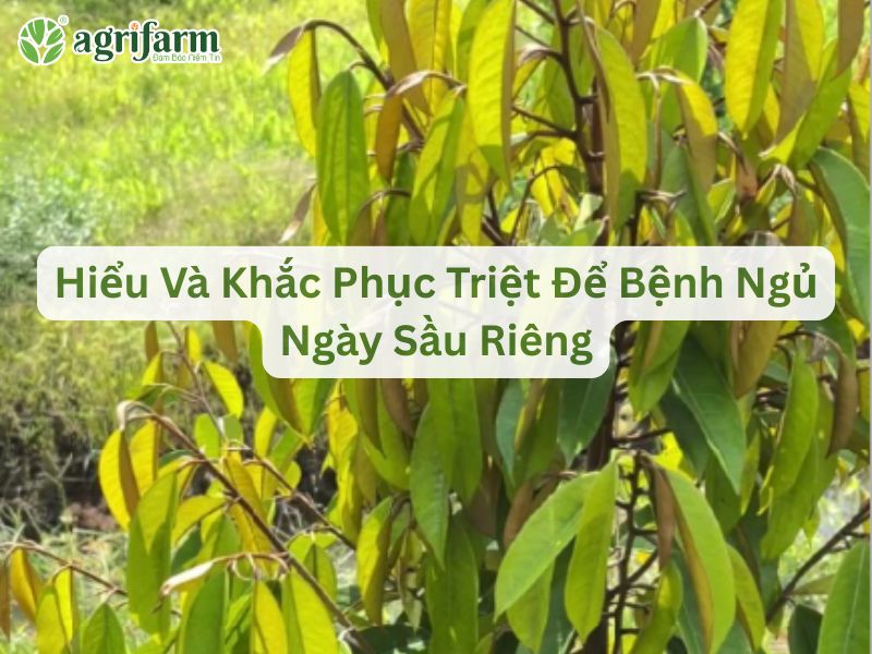 cach-tri-benh-ngu-ngay-sau-rieng-hieu-qua