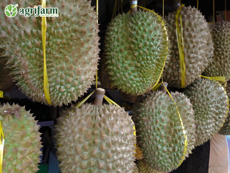 cach-u-sau-rieng-nhanh-chin