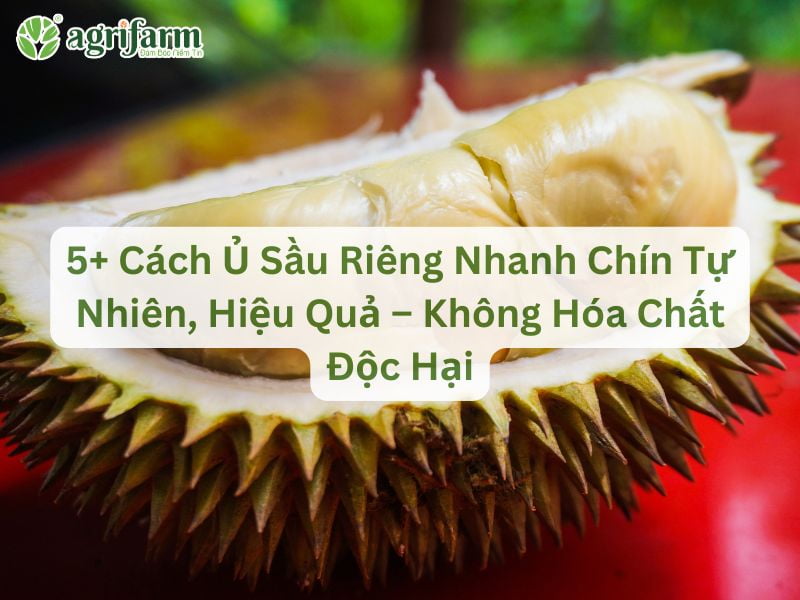 cach-u-sau-rieng-nhanh-chin