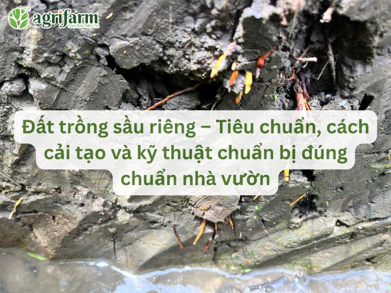 cai-tao-dat-trong-sau-rieng-hieu-qua
