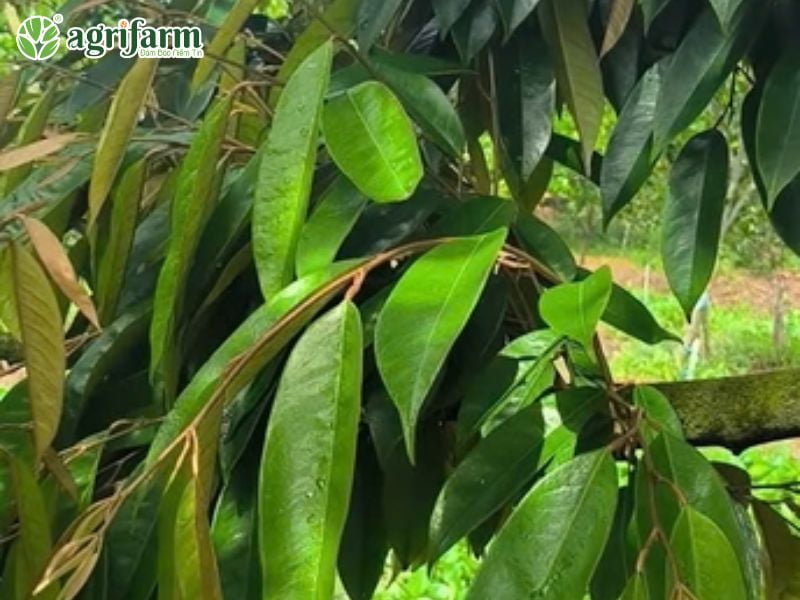 canh-boi-sau-rieng-hieu-dung-ky-thuat
