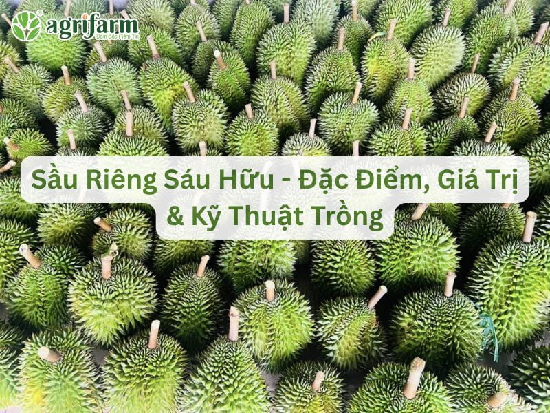 dac-diem-sau-rieng-sau-huu