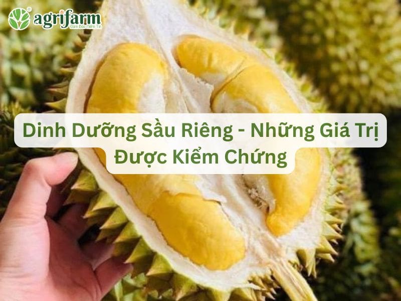 dinh-duong-sau-rieng-gia-tri-duoc-kiem-chung-Agrifarmvn