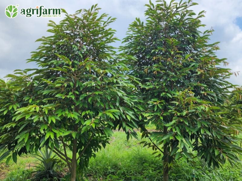 ky-thuat-cham-soc-sau-rieng-3-nam-tuoi