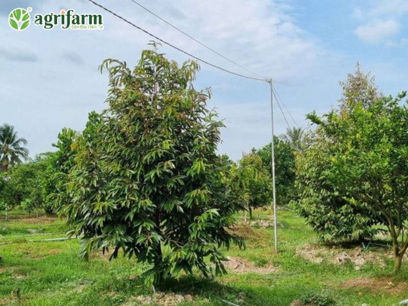 ky-thuat-cham-soc-sau-rieng-3-nam-tuoi
