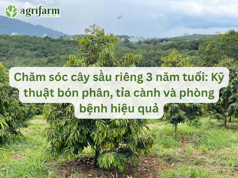 ky-thuat-cham-soc-sau-rieng-3-nam-tuoi