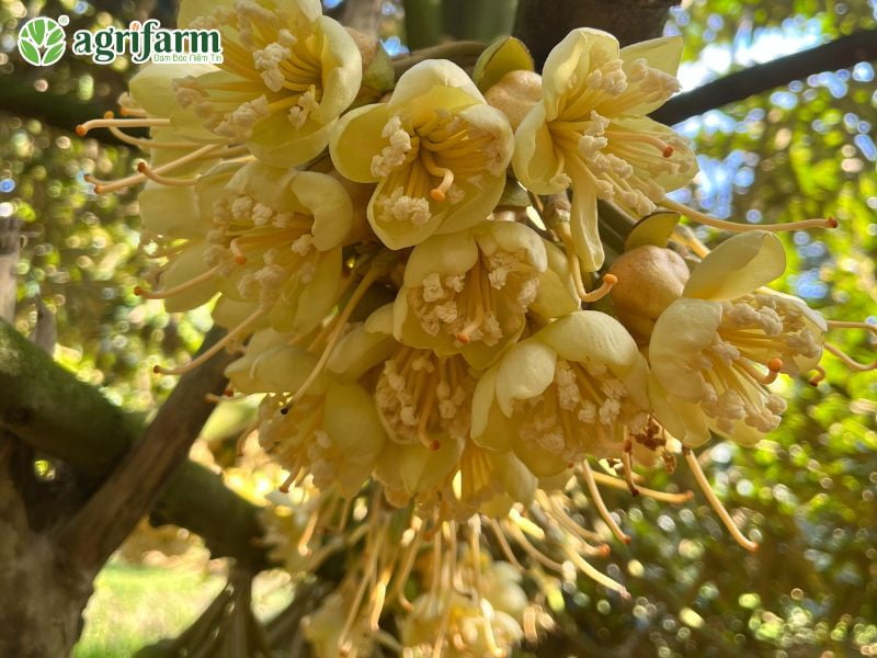 ky-thuat-cham-soc-sau-rieng-xanh-tot-bong-mo