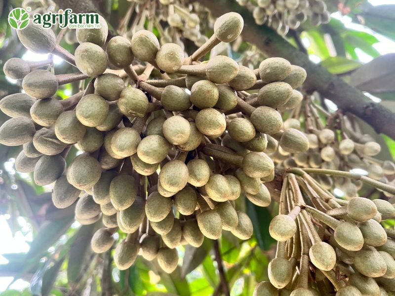 ky-thuat-cham-soc-sau-rieng-xanh-tot-bong-mo