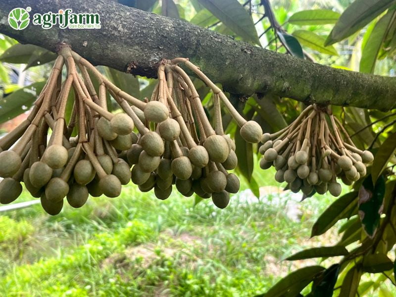 ky-thuat-cham-soc-sau-rieng-xanh-tot-bong-mo