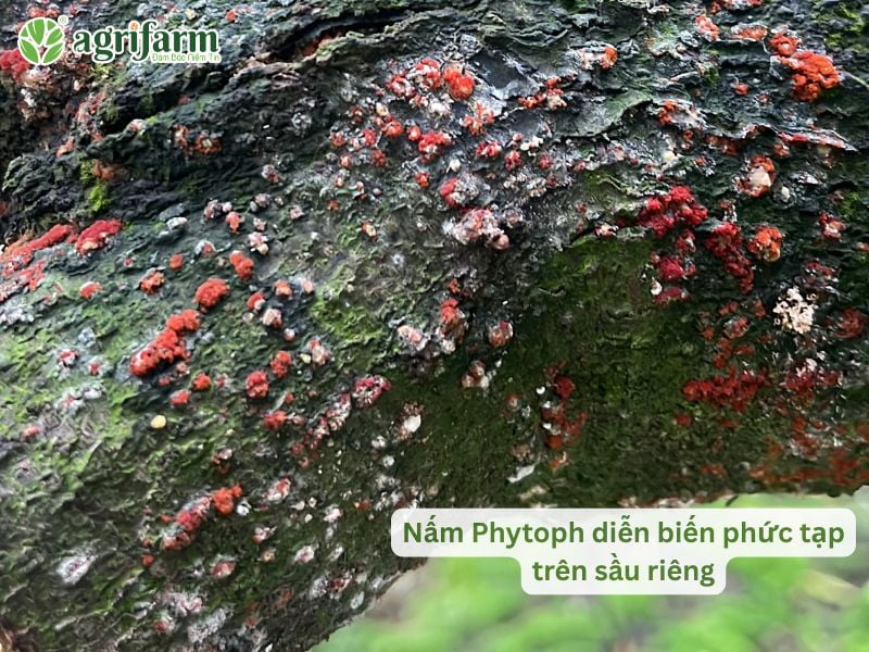 ky-thuat-cham-soc-sau-rieng-xanh-tot-bong-mo