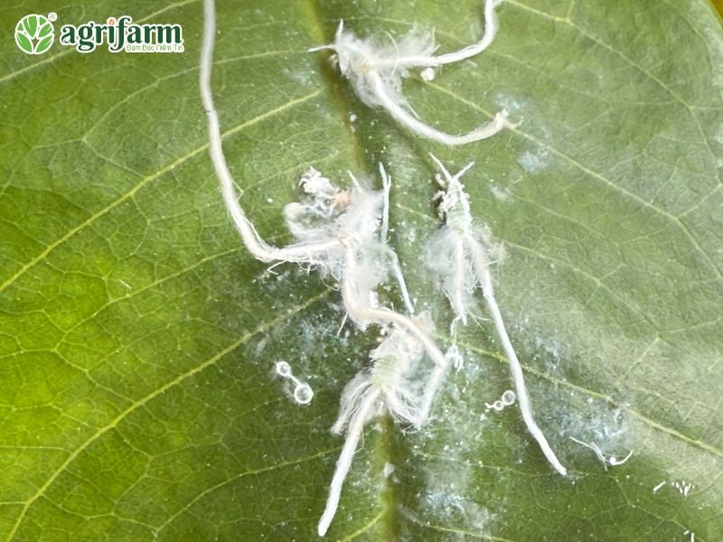 ky-thuat-cham-soc-sau-rieng-xanh-tot-bong-mo