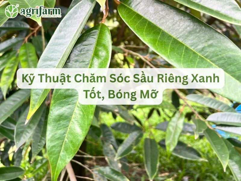 ky-thuat-cham-soc-sau-rieng-xanh-tot-bong-mo