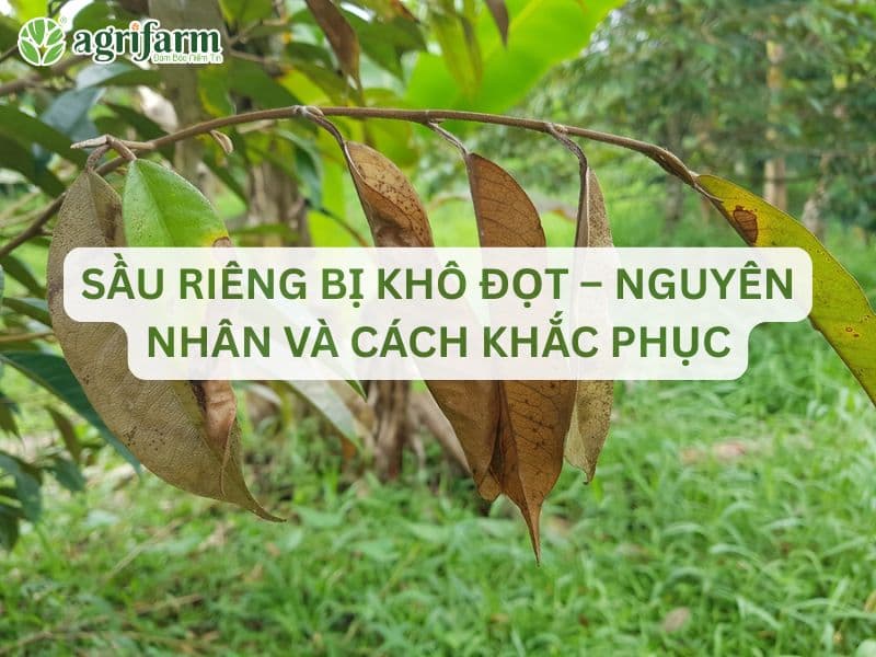 nguyen-nhan-va-cach-khac-phuc-sau-rieng-kho-dot-Agrifarmvn
