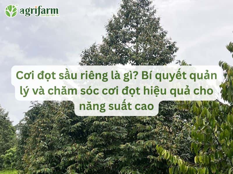 quan-ly-va-cham-soc-coi-dot-sau-rieng-hieu-qua-Agrifarmvn