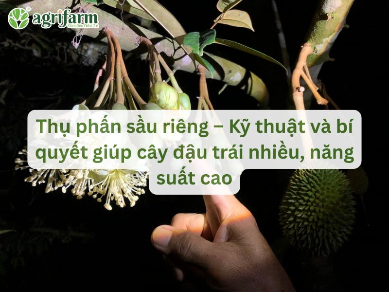 quy-trinh-thu-phan-sau-rieng-chuan-ky-thuat