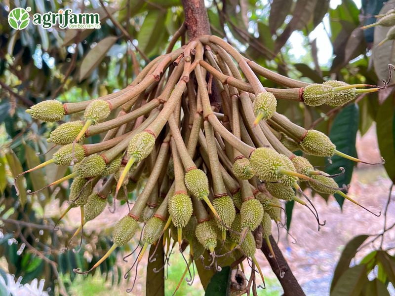 sau-rieng-may-nam-co-trai