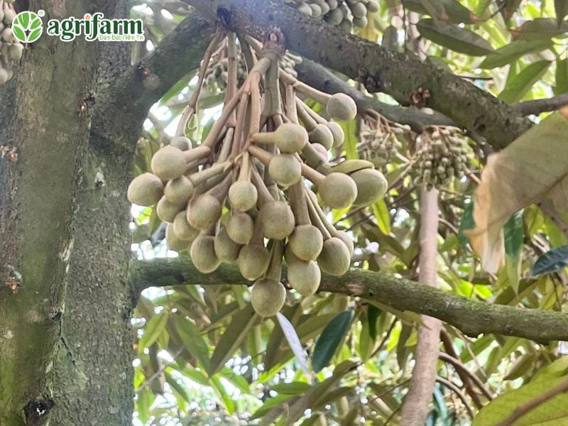 sau-rieng-may-nam-co-trai