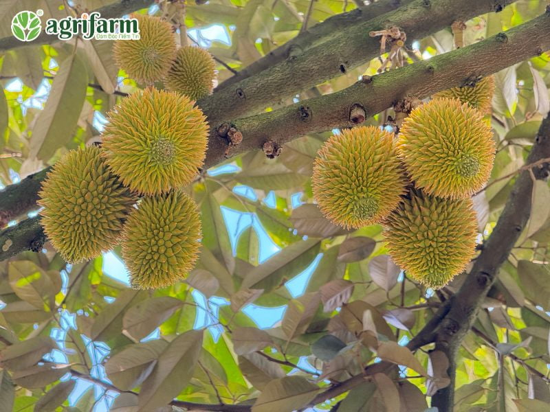 sau-rieng-may-nam-co-trai