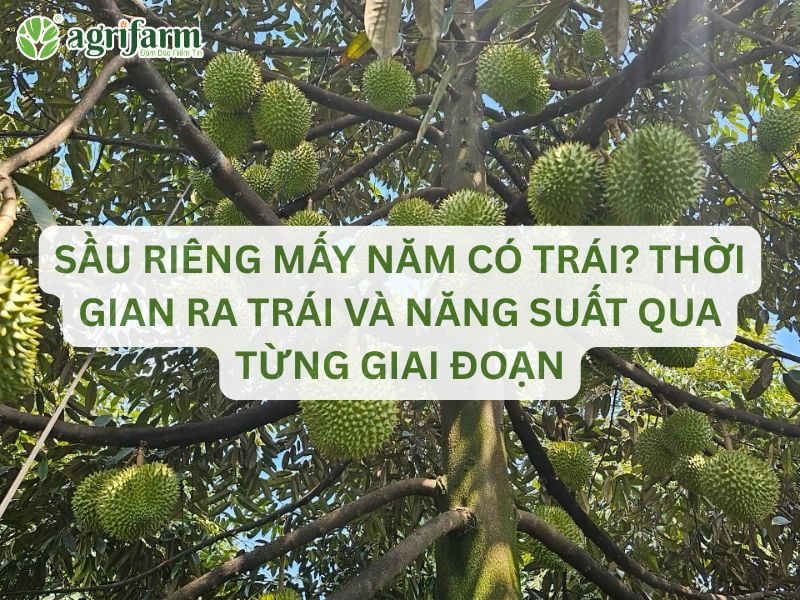sau-rieng-may-nam-co-trai