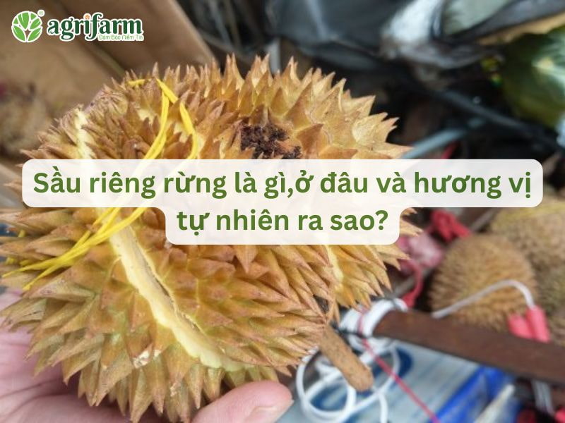 sau-rieng-rung-la-gi-o-dau-va-huong-vi-ra-sao-Agrifarmvn