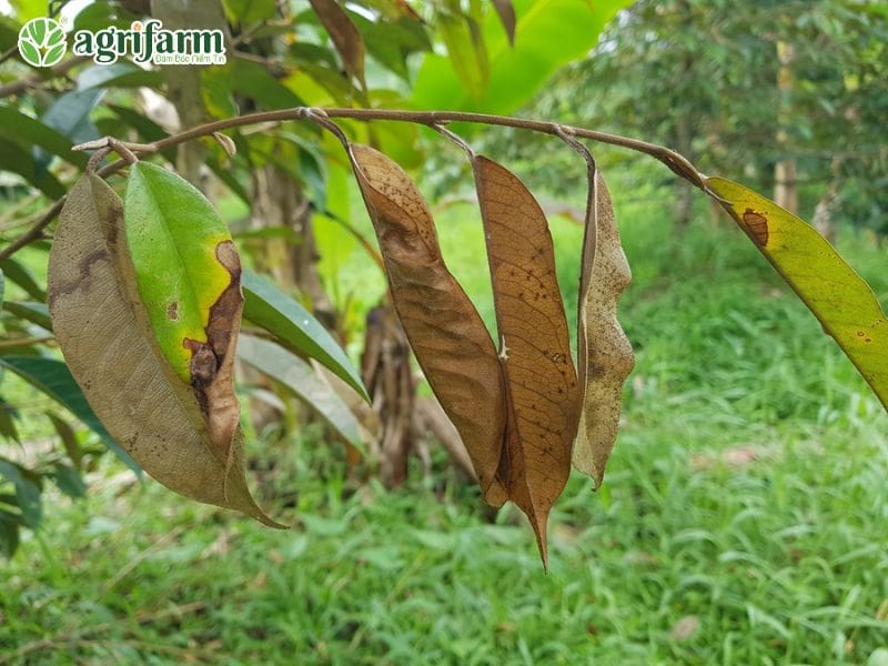tong-hop-nam-la-sau-rieng