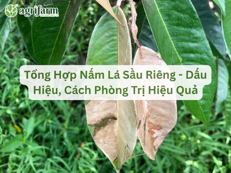 tong-hop-nam-la-sau-rieng