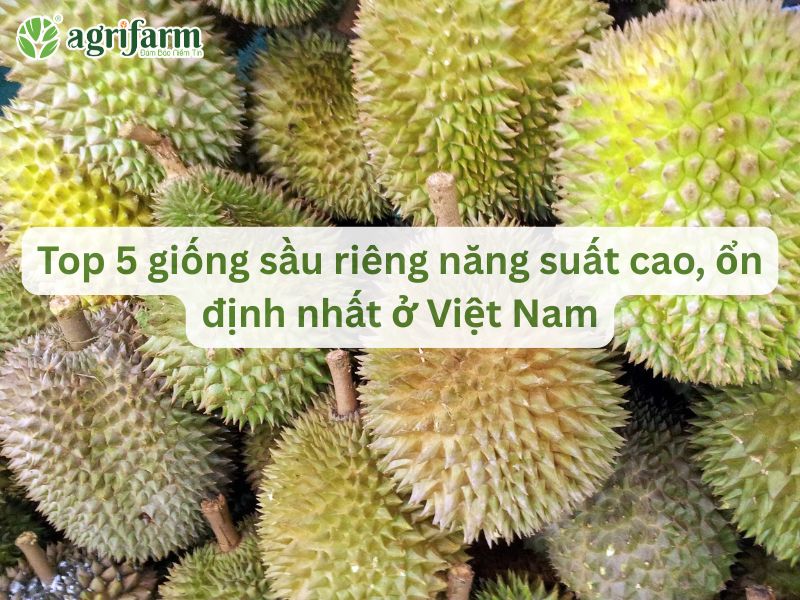 top-5-giong-sau-rieng-nang-suat-cao-nhat
