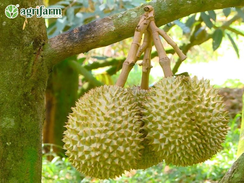 dac-diem-sau-rieng-chuong-bo