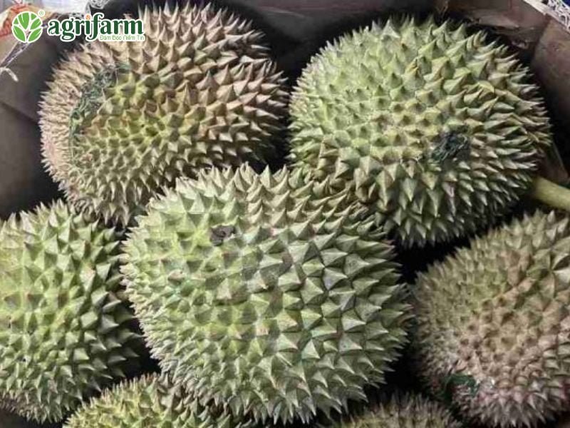 dac-diem-sau-rieng-chuong-bo