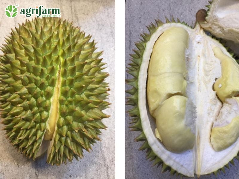 dac-diem-sau-rieng-chuong-bo