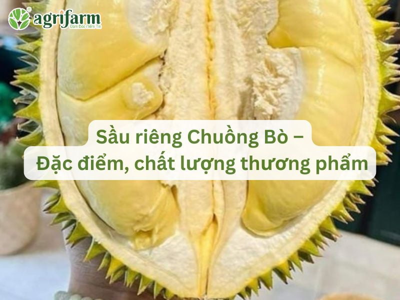 dac-diem-sau-rieng-chuong-bo