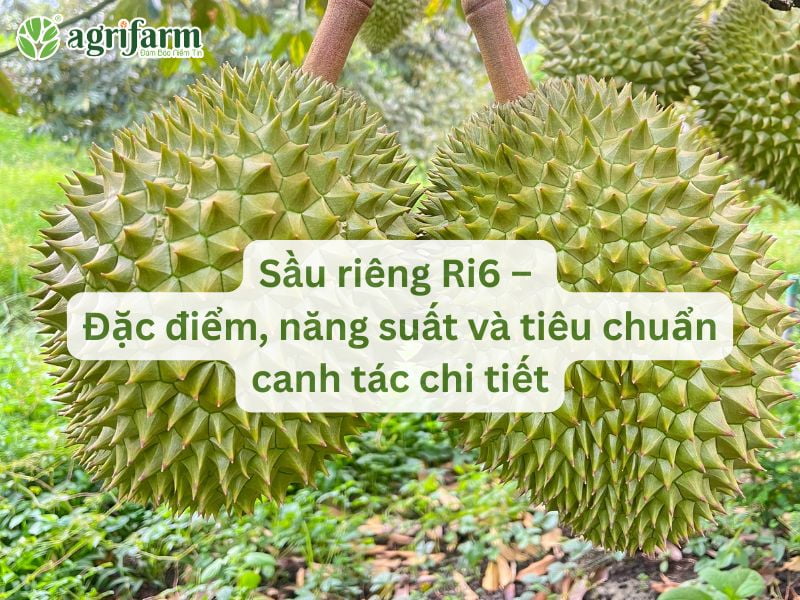 dac-diem-va-nang-suat-sau-rieng-ri6
