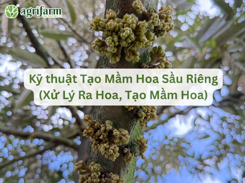 ky-thuat-tao-mam-hoa-sau-rieng-hieu-qua