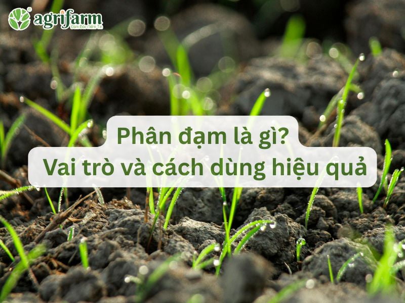 phan-dam-la-gi-vai-tro-va-cach-dung