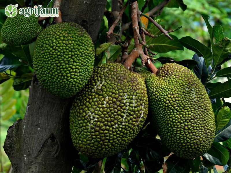 xu-huong-va-vai-tro-phan-bon-npk