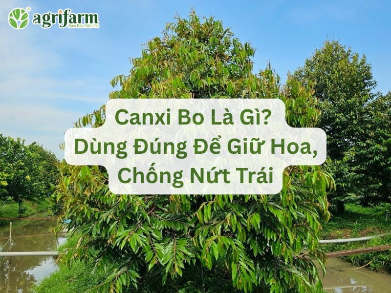 canxi-bo-la-gi-giu-hoa-va-chong-nut-trai