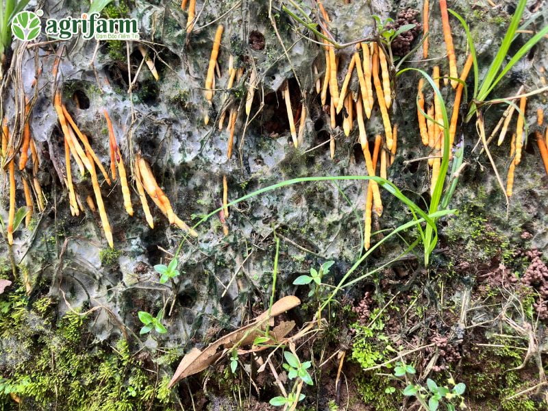 cong-dung-va-loi-ich-thuc-te-cua-phan-humic