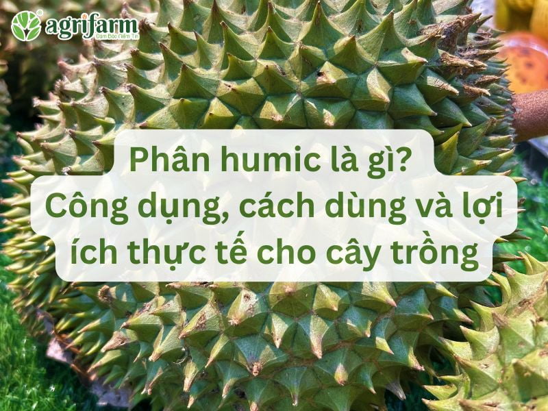 cong-dung-va-loi-ich-thuc-te-cua-phan-humic-Agrifarmvn