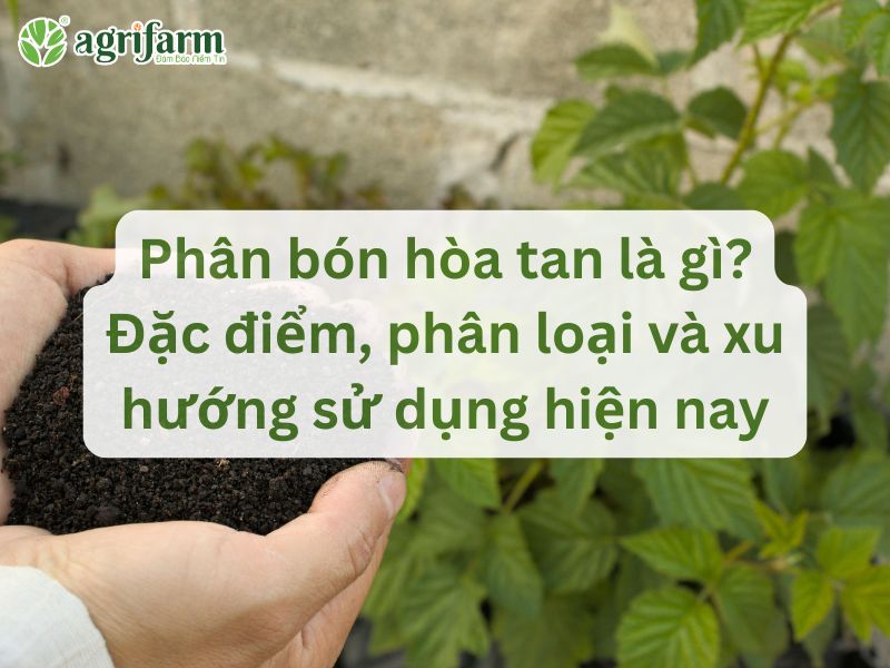 phan-bon-hoa-tan-la-gi-dac-diem-va-phan-loai