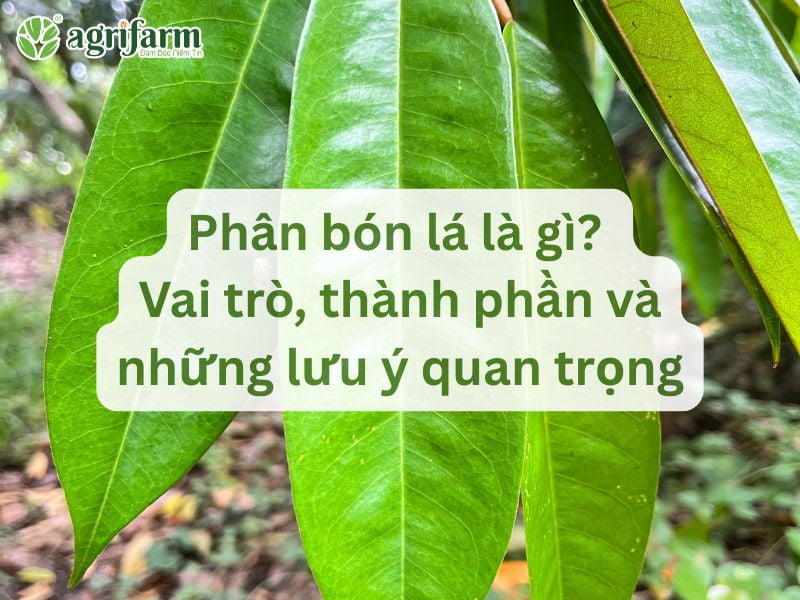 phan-bon-la-la-gi-vai-tro-va-thanh-phan