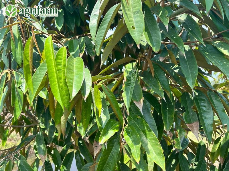 phan-dap-la-gi-dac-diem-cong-dung-va-cach-dung